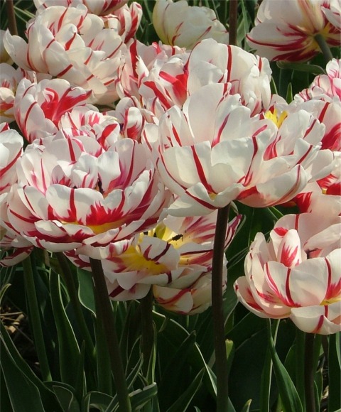 Tulip Carnival de Nice Red and White Peony Tulip