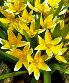 Tulipa dasystemon Yellow Species tulip