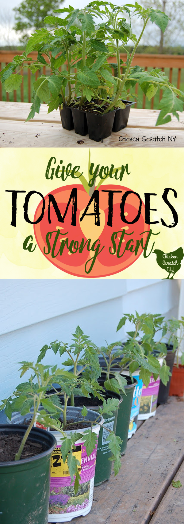 Get the best tomatoes this year by giving your plants a head start. Leggy and sad plants have nothing to fear with this handy trick