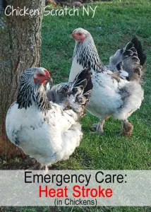 Heat-Stroke-in-Chickens