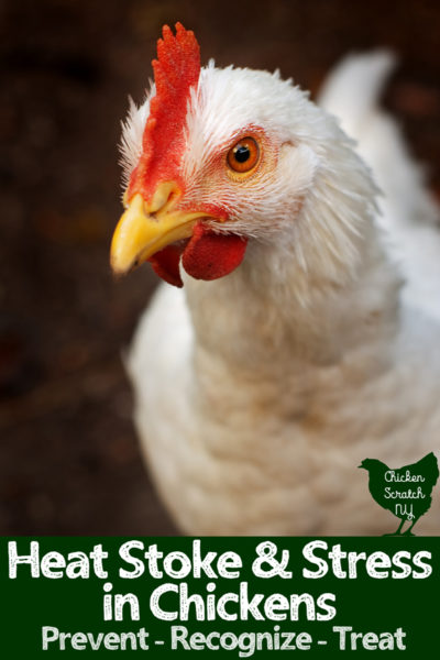 close up of larg ewhite chicken with text overlay heat stroke in chickens