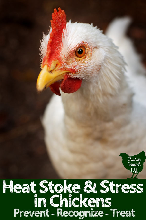 Heat Stress and Chickens