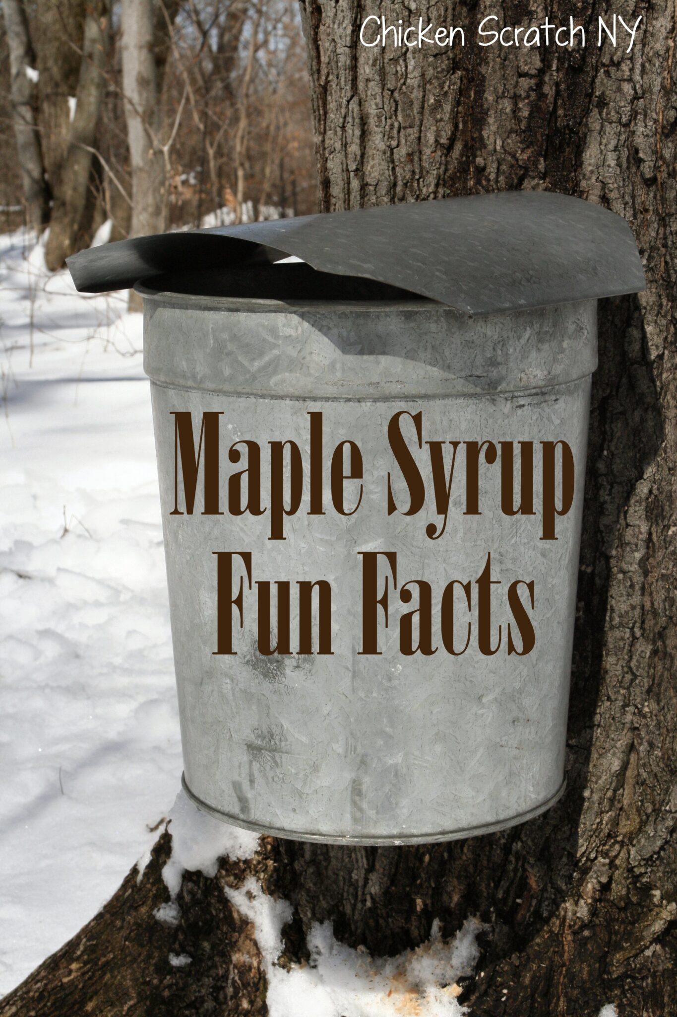 Maple Syrup Season Facts