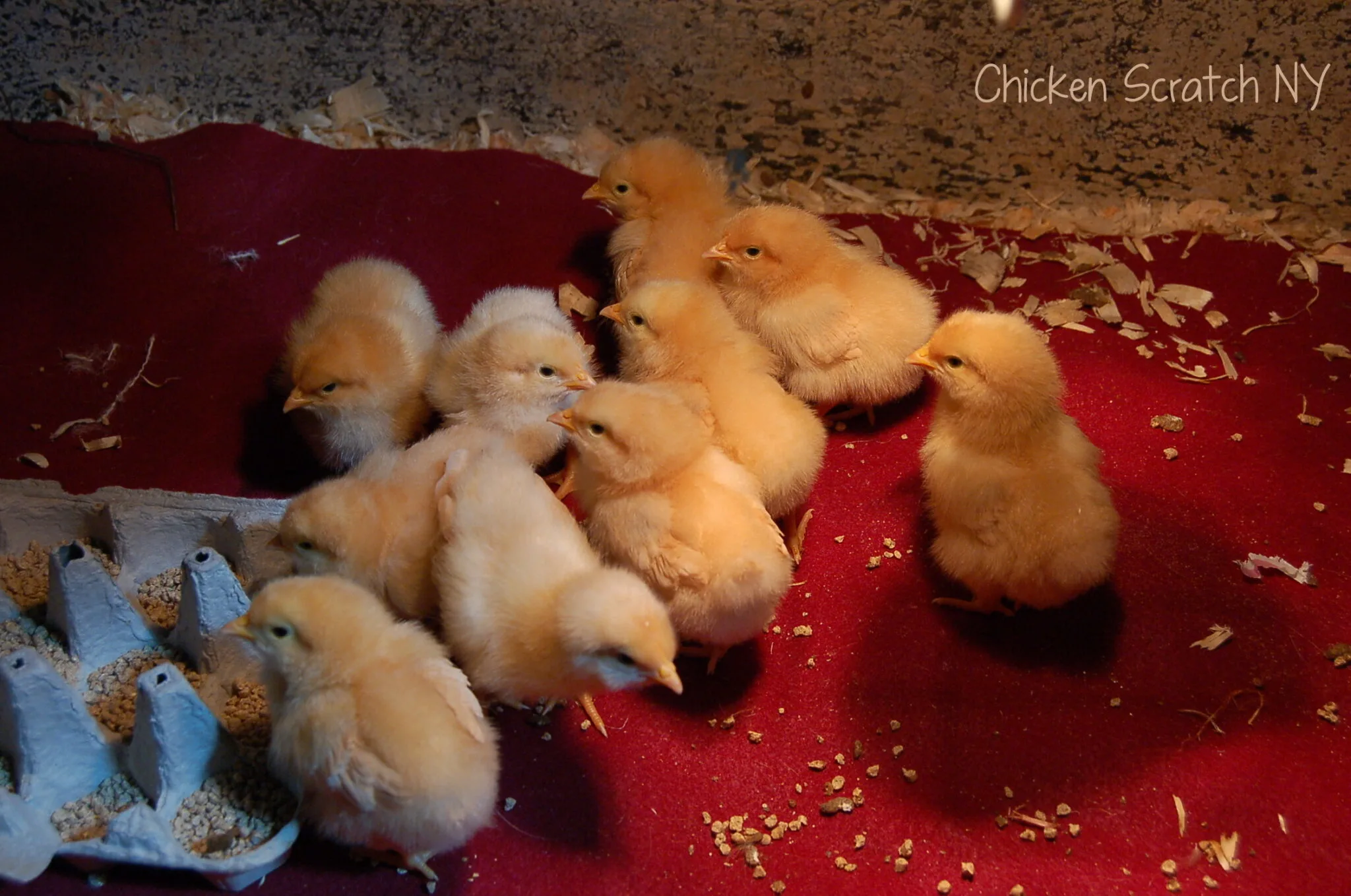 Hoover's Hatchery Live Light Brahma Chickens, 10 ct. at Tractor Supply Co.