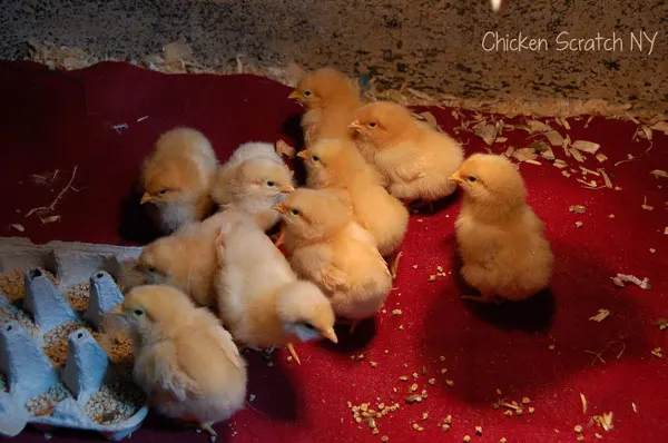 Buff Orpington Chickens