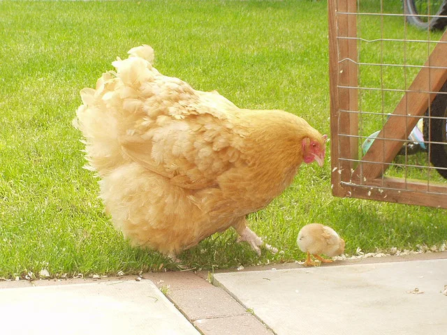 Buff Orpington Chickens