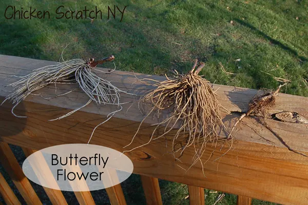 Butterfly-Bush