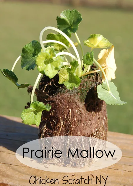 Prarie Mallow