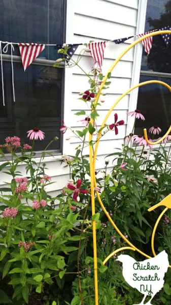 flower garden, prairie mallow, butterfly flower