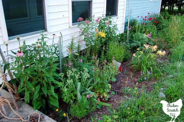 flower garden with red bee balm, purple coneflowers