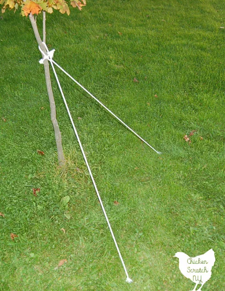 clothesline tied to a tree to start a spider web halloween decoration