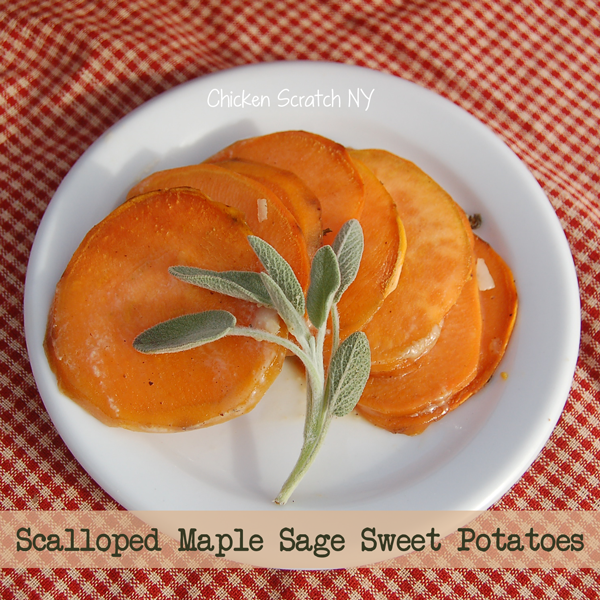 Scalloped Maple Sage Sweet Potatoes - Perfect for #Thanksgiving dinner