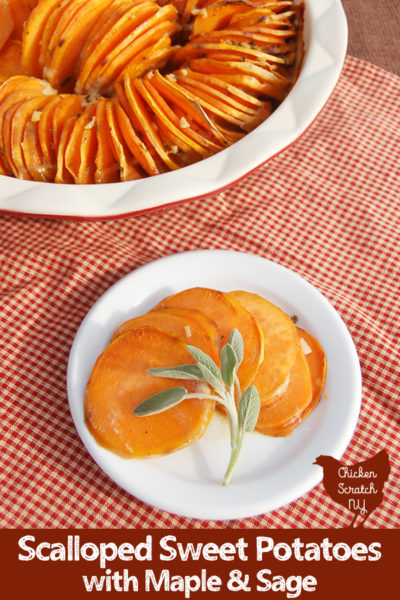 red deep dish pie plate filled with sliced sweet potatoes baked in a maple sage cream sauce on a red checkered cloth with a small white plate with a fan of sweet potato slices and a fresh sage leaf