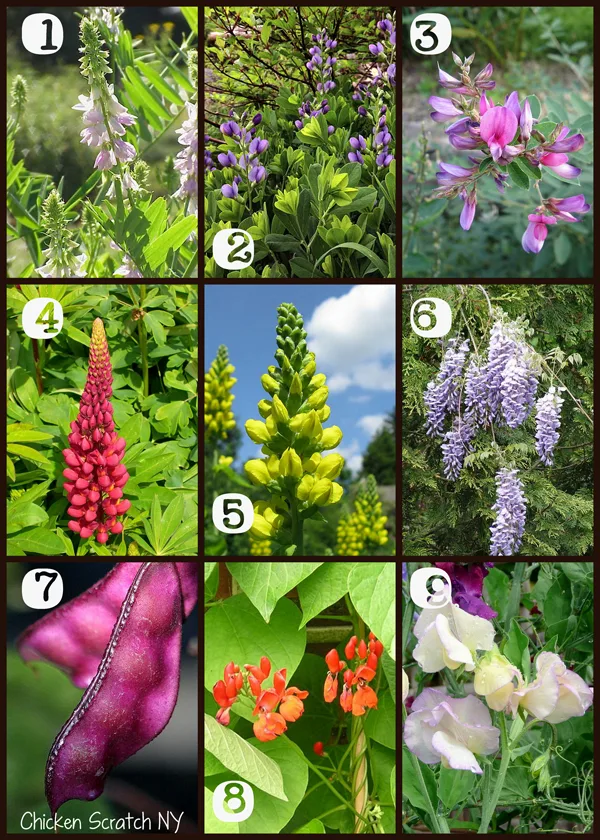 9 Beautiful Garden Legumes