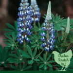 blue lupine with text overlay 9 nitrogen fixers your garden needs