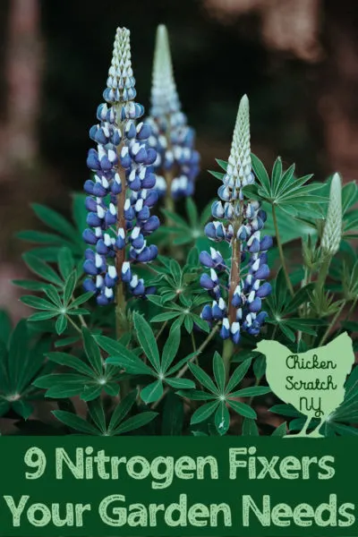blue lupine with text overlay 9 nitrogen fixers your garden needs