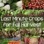 Last Minute Crops for a Fall Harvest