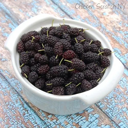 Fresh Mulberries