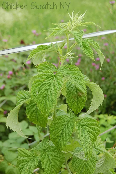 Raspberry leaves for tea