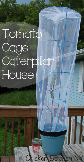 DIY Tomato Cage Caterpillar House
