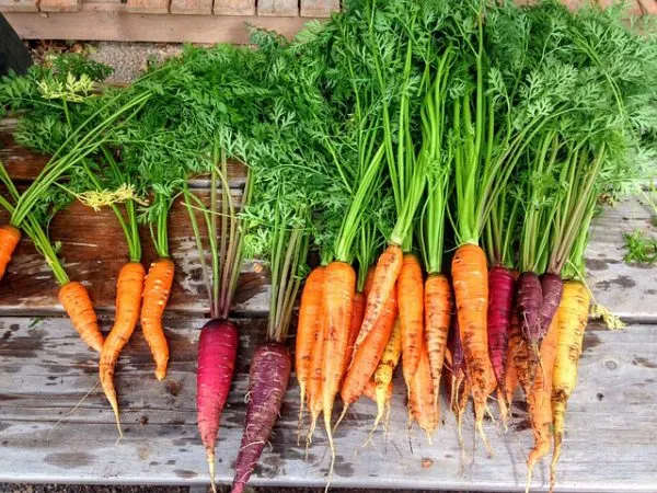 mixed colors of carrots with greens on a wooden background