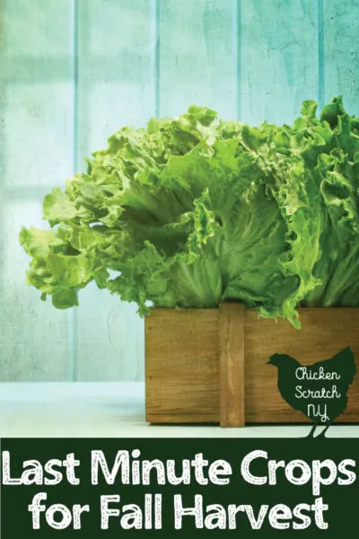 box of lettuce against a blue background with text overlay last minute crops for fall harvest