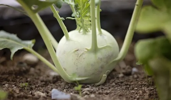 greenish white kholrabi bulb in the garden