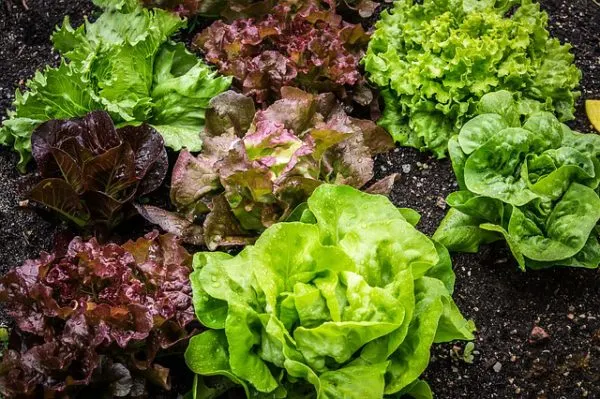 babby lettuces in a field