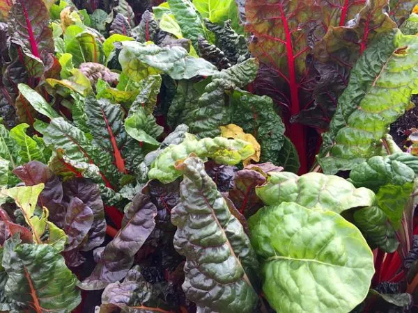 mixed colors of swiss chard