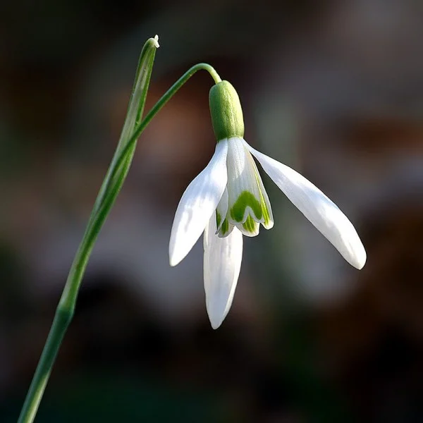 Snowdrop - Uncommon Fall Planted Bulbs for Spring Flowers
