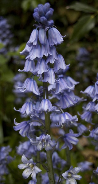 Bluebells - Uncommon Fall Planted Bulbs for Spring Flowers