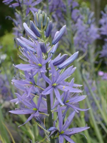 Camassia - Uncommon Fall Planted Bulbs for Spring Flowers