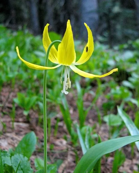 Dog-tooth Violet - Uncommon Fall Planted Bulbs for Spring Flowers