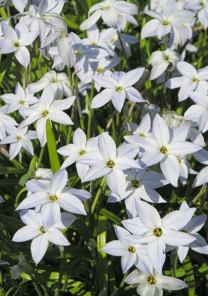 Sprint Starflower - Uncommon Fall Planted Bulbs for Spring Flowers