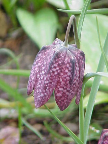 Guinea Hen Flower - Uncommon Fall Planted Bulbs for Spring Flowers