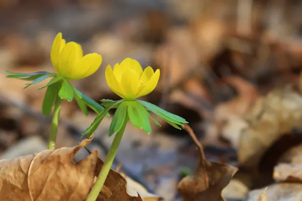 Winter Aconite - Uncommon Fall Planted Bulbs for Spring Flowers