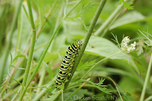 black tiger swallowtail caterpillar
