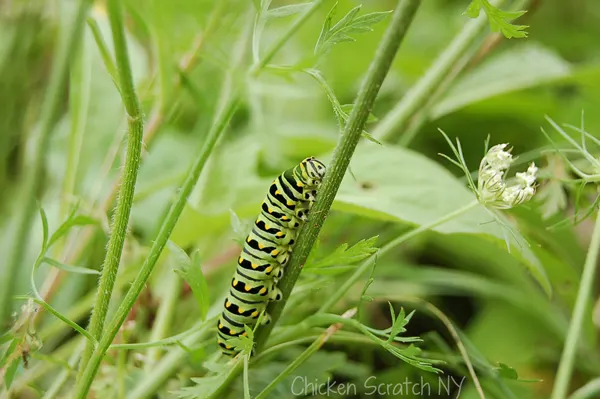 black tiger swallowtail caterpillar