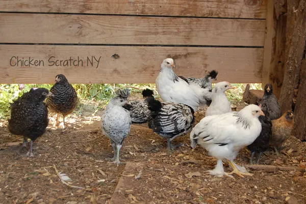 How to Mix Different Chicken Breeds in One Flock - Cackle Hatchery