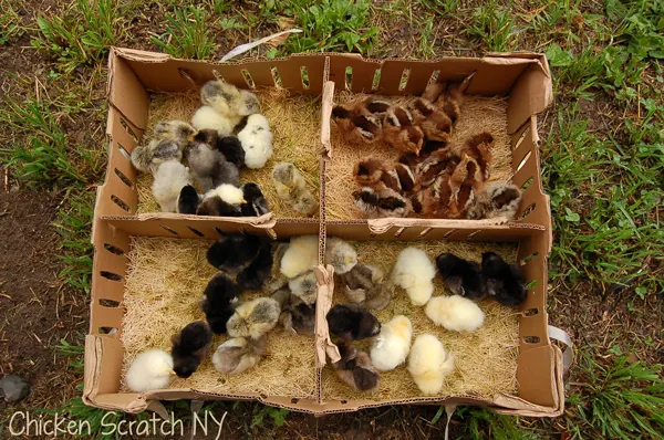 How Many Chicken Breeds Are There? - Cackle Hatchery