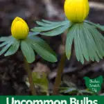 two yellow eranthis flowers against a dark woodland background with text overlay Uncommon Blulbs to plant this Fall for Spring Flowers