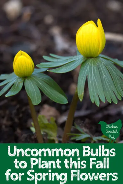 two yellow eranthis flowers against a dark woodland background with text overlay Uncommon Blulbs to plant this Fall for Spring Flowers