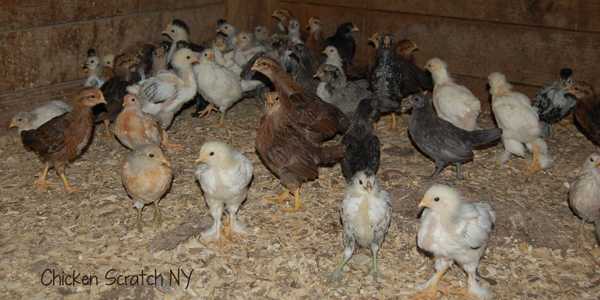 How Many Chicken Breeds Are There? - Cackle Hatchery