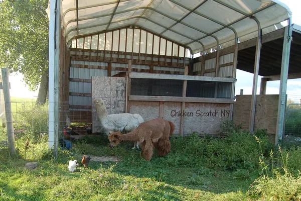 Free Ranging with Alpacas