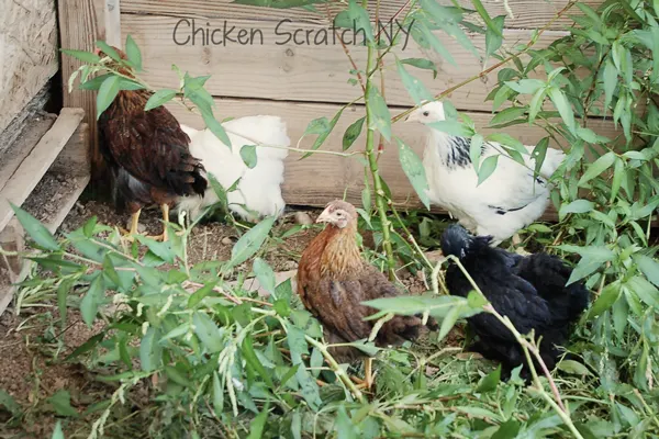 6 week pullets and cockrels in the weeds