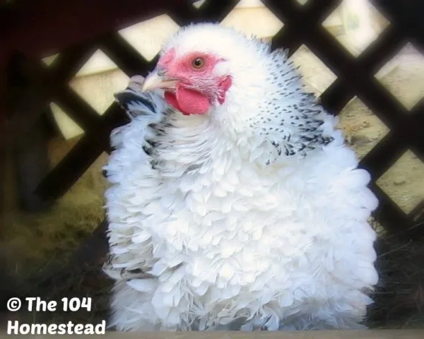 Favorite Chicken Breed - 104 Homestead - Frizzle