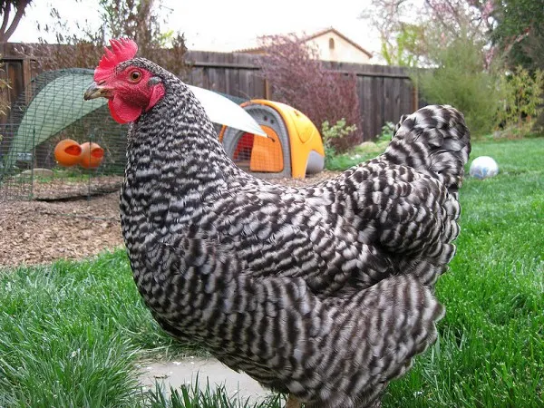 Favorite Chicken Breeds - Pasture Deficit Disorder - Barred Rock