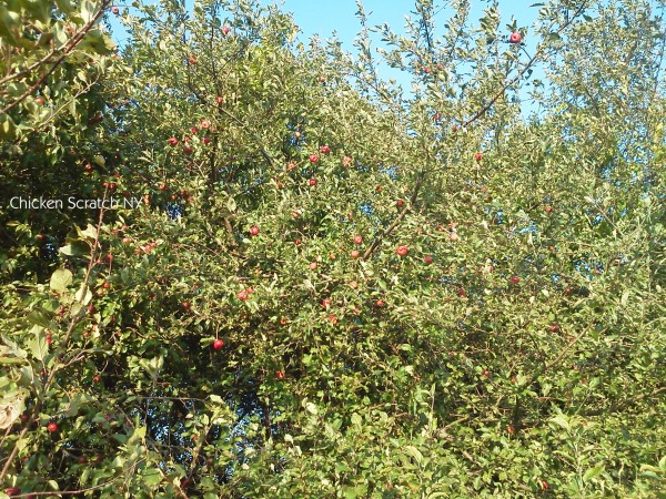 Overgrown Apple Trees - Perfect for Applesauce