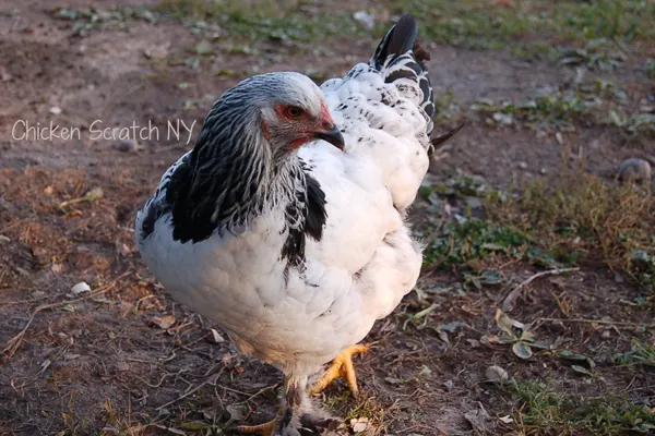 Favorite Chicken Breed - Chicken Scratch NY - Brahma