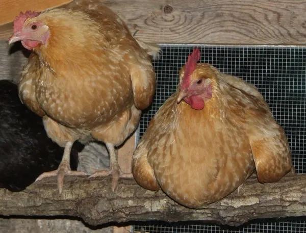 Favorite Chicken Breed - Flip Flop Barnyard - Buff Orpingtion